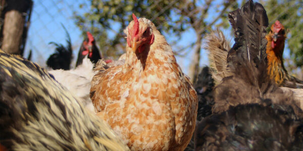 En Siete Comunas de La Araucanía Hay Brotes de Influenza Aviar
