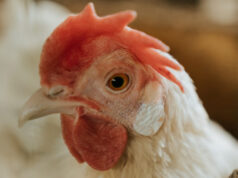 Confirman Primer Caso de Influenza Aviar en Plantel Productivo y SAG Auto Suspende Exportaciones de Carnes de Ave