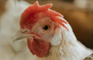 Confirman Primer Caso de Influenza Aviar en Plantel Productivo y SAG Auto Suspende Exportaciones de Carnes de Ave