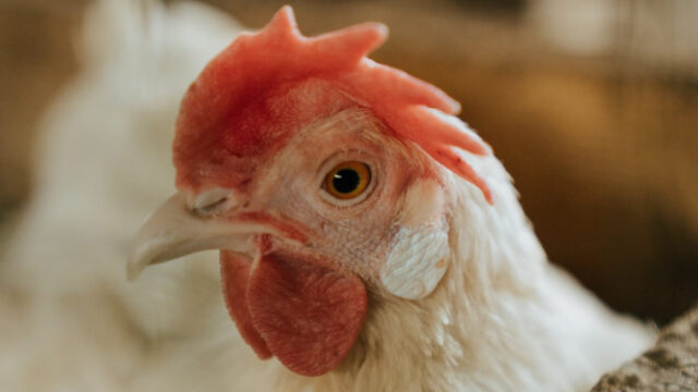 Confirman Primer Caso de Influenza Aviar en Plantel Productivo y SAG Auto Suspende Exportaciones de Carnes de Ave