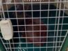 Liberan en la Reserva Nacional Malalcahuello a Pudú Rescatado por Brigadista de CONAF
