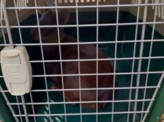 Liberan en la Reserva Nacional Malalcahuello a Pudú Rescatado por Brigadista de CONAF