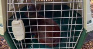 Liberan en la Reserva Nacional Malalcahuello a Pudú Rescatado por Brigadista de CONAF