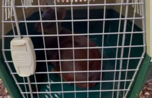 Liberan en la Reserva Nacional Malalcahuello a Pudú Rescatado por Brigadista de CONAF