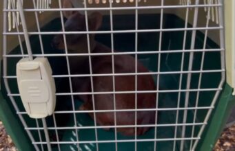 Liberan en la Reserva Nacional Malalcahuello a Pudú Rescatado por Brigadista de CONAF