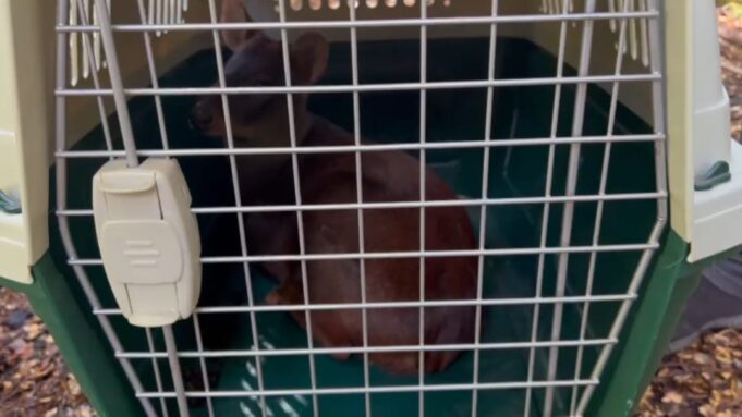 Liberan en la Reserva Nacional Malalcahuello a Pudú Rescatado por Brigadista de CONAF