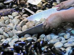 El Departamento de Salud de la Municipalidad de Villarrica llama al consumo responsable y seguro de pescados y mariscos