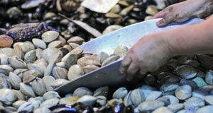El Departamento de Salud de la Municipalidad de Villarrica llama al consumo responsable y seguro de pescados y mariscos
