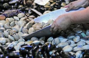 El Departamento de Salud de la Municipalidad de Villarrica llama al consumo responsable y seguro de pescados y mariscos