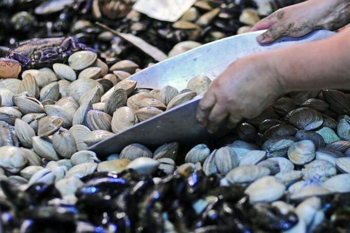 El Departamento de Salud de la Municipalidad de Villarrica llama al consumo responsable y seguro de pescados y mariscos