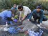 Capturan Pumas que Atacaban a Aves de Corral en Lonquimay