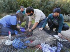 Capturan Pumas que Atacaban a Aves de Corral en Lonquimay