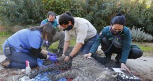 Capturan Pumas que Atacaban a Aves de Corral en Lonquimay