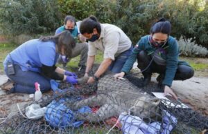 Capturan Pumas que Atacaban a Aves de Corral en Lonquimay