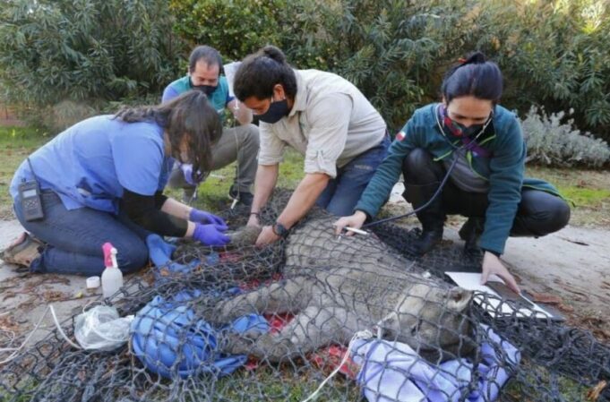 Capturan Pumas que Atacaban a Aves de Corral en Lonquimay