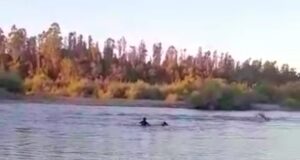 Funcionaria de Seguridad Publica de Pitrufquén se Lanzó al Rio Toltén Para Rescatar a Mujer