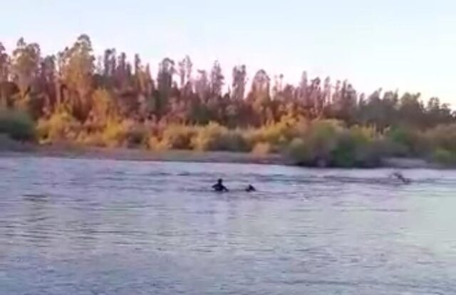 Funcionaria de Seguridad Publica de Pitrufquén se Lanzó al Rio Toltén Para Rescatar a Mujer