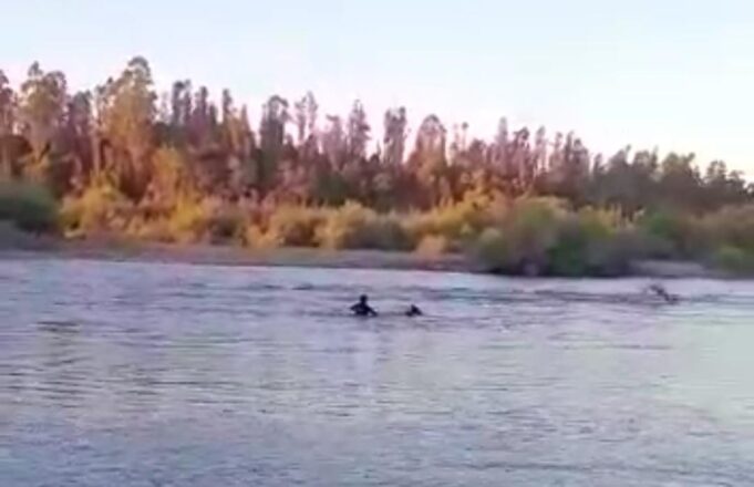 Funcionaria de Seguridad Publica de Pitrufquén se Lanzó al Rio Toltén Para Rescatar a Mujer