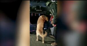 Detienen a Sujeto que Intentaba Trasladar Cocaína Desde La Araucanía a Puerto Montt