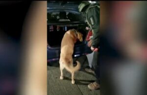 Detienen a Sujeto que Intentaba Trasladar Cocaína Desde La Araucanía a Puerto Montt