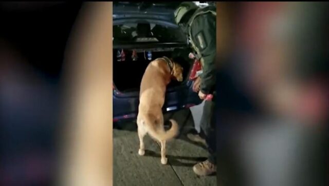 Detienen a Sujeto que Intentaba Trasladar Cocaína Desde La Araucanía a Puerto Montt