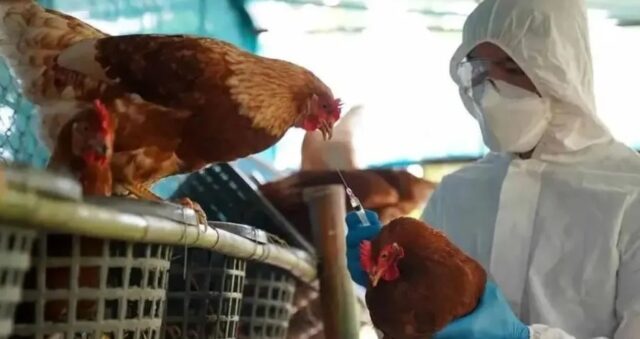 Experta en Salud Pública entrega Recomendaciones Para Prevenir Contagios por Gripe Aviar