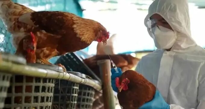 Experta en Salud Pública entrega Recomendaciones Para Prevenir Contagios por Gripe Aviar