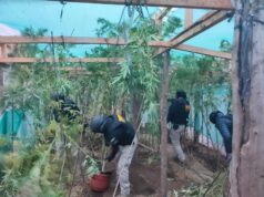 PDI Incauta Más de 14 Kilos de Marihuana en Victoria