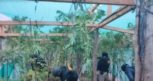 PDI Incauta Más de 14 Kilos de Marihuana en Victoria