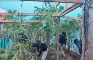 PDI Incauta Más de 14 Kilos de Marihuana en Victoria