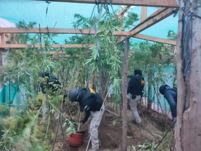 PDI Incauta Más de 14 Kilos de Marihuana en Victoria