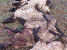 Vecino de Pitrufquén Lamenta Muerte de sus Ovejas: Fueron Atacadas por Perros del Sector