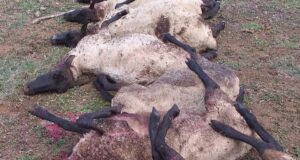 Vecino de Pitrufquén Lamenta Muerte de sus Ovejas: Fueron Atacadas por Perros del Sector