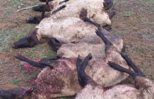 Vecino de Pitrufquén Lamenta Muerte de sus Ovejas: Fueron Atacadas por Perros del Sector