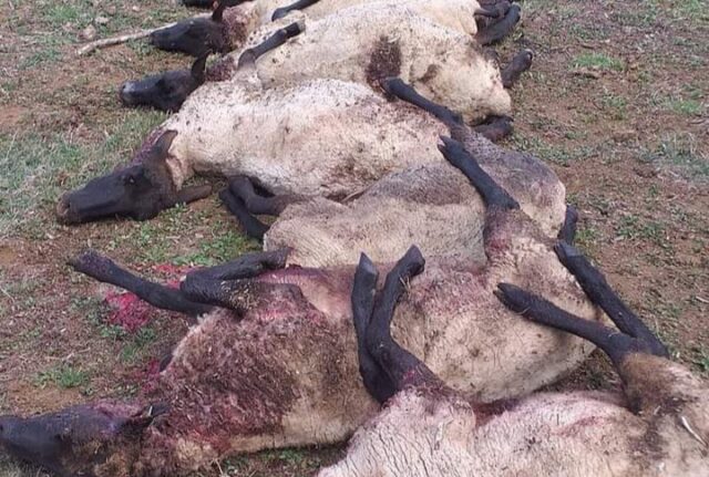 Vecino de Pitrufquén Lamenta Muerte de sus Ovejas: Fueron Atacadas por Perros del Sector