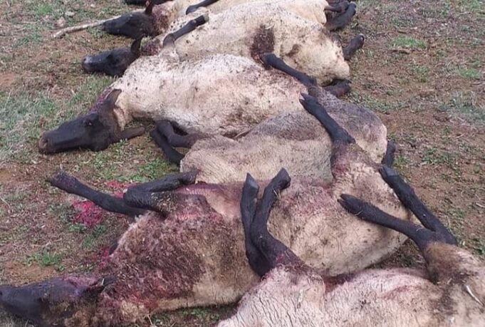 Vecino de Pitrufquén Lamenta Muerte de sus Ovejas: Fueron Atacadas por Perros del Sector