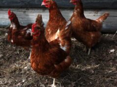 Llaman a dueños/as de aves a inscribirse en el SAG ante la emergencia por influenza aviar