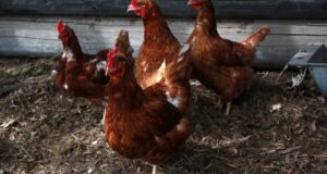 Llaman a dueños/as de aves a inscribirse en el SAG ante la emergencia por influenza aviar