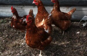 Llaman a dueños/as de aves a inscribirse en el SAG ante la emergencia por influenza aviar