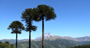 Se Abrió Concurso Para Financiar Iniciativas de Turismo Mapuche en La Araucanía