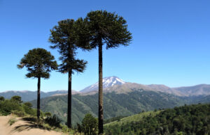 Se Abrió Concurso Para Financiar Iniciativas de Turismo Mapuche en La Araucanía