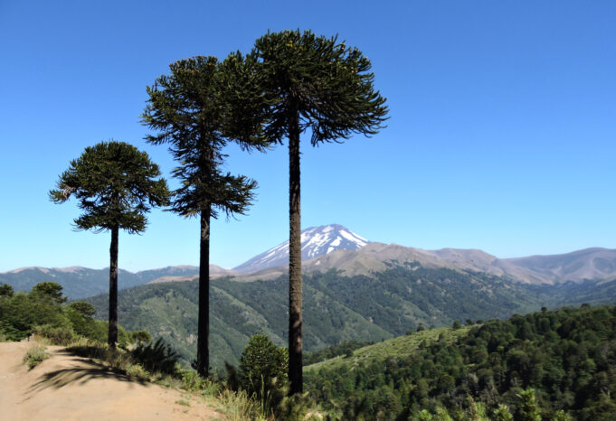 Se Abrió Concurso Para Financiar Iniciativas de Turismo Mapuche en La Araucanía