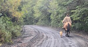 Arreglos al Camino Pino Huacho de Villarrica da Nuevo Acceso al Volcán