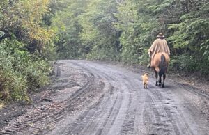 Arreglos al Camino Pino Huacho de Villarrica da Nuevo Acceso al Volcán