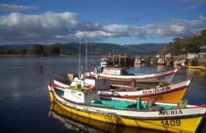 Pescadores Artesanales de Queule se Refieren a la Captura del Chinook en el Mar