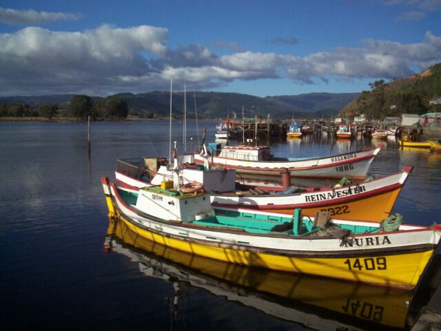 Pescadores Artesanales de Queule se Refieren a la Captura del Chinook en el Mar