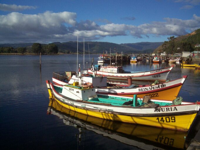 Pescadores Artesanales de Queule se Refieren a la Captura del Chinook en el Mar