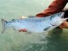 Manifestación por Defensa del Salmón Chinook se Realizará en Pitrufquén