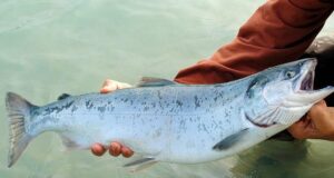 Manifestación por Defensa del Salmón Chinook se Realizará en Pitrufquén