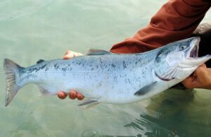 Manifestación por Defensa del Salmón Chinook se Realizará en Pitrufquén